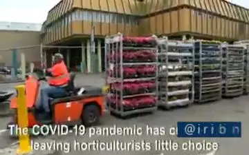 از بین رفتن میلیون‌ها شاخه گل در بازار مرکزی گل هلند به علت کرونا/فیلم
