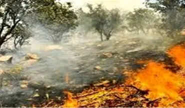 آتش‌سوزی در جنگل پسر و پدر 70 ساله را غافلگیر کرد! + فیلم