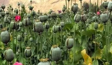 لزوم بازگشت ایران به کشت قانونی خشخاش برای تأمین مواد اولیه دارویی