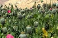 لزوم بازگشت ایران به کشت قانونی خشخاش برای تأمین مواد اولیه دارویی