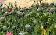 لزوم بازگشت ایران به کشت قانونی خشخاش برای تأمین مواد اولیه دارویی