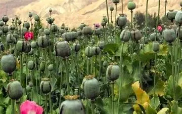 لزوم بازگشت ایران به کشت قانونی خشخاش برای تأمین مواد اولیه دارویی