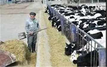 ۱۰ هزار تن نهاده‌های دامی وارد استان قم شد