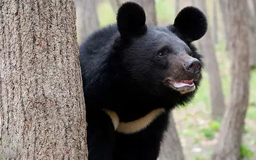 یک قلاده خرس سیاه در منطقه کلمرز کرمان 