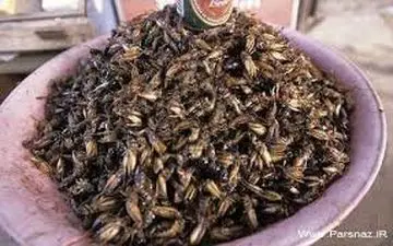 آیا خوردن جیرجیرک واقعا در بهبود کمردرد اثر دارد؟