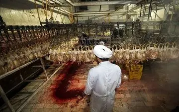 جزئیات حقوق 70 میلیونی ناظران شرعی ذبح مرغ + اطلاعیه دفتر نمایندگی ولی فقیه
