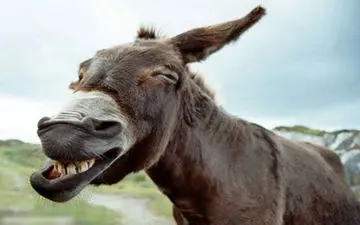 حمل و نقل های اینترنتی به الاغ هم مجهز شدند !! + جزئیات