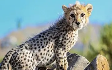  بیماری "پیروز" نارسایی حاد کلیوی است نه انسداد روده! 