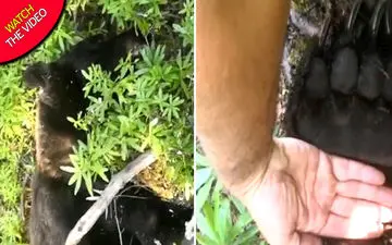 حمله مرگبار خرس به مرد میانسال در جنگل