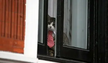 "گربه جاسوس"؛ داستان عجیب دیگری درباره آسانژ و سفارت اکوادور