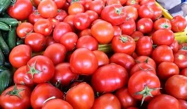 سقوط قیمت گوجه فرنگی | نرخ عمده‌فروشی به ۶۵ هزار تومان رسید
