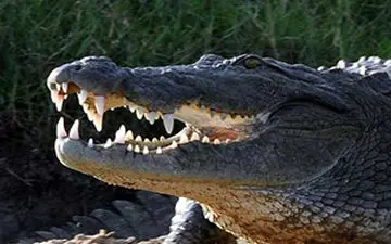 دوستی یک مرد با کروکودیل‌ها در پاکستان + فیلم