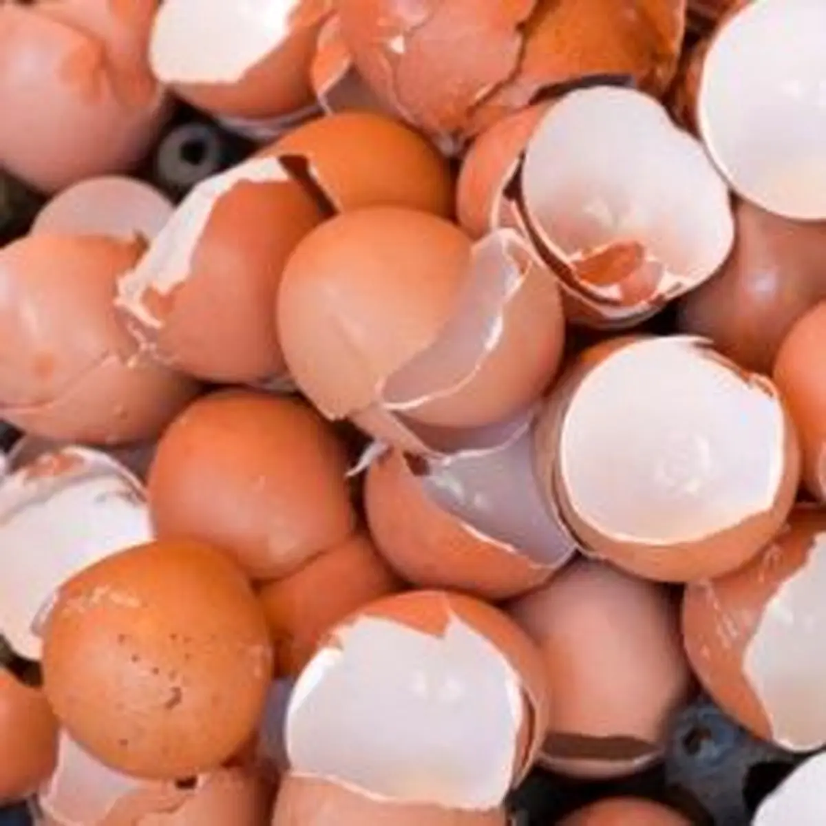 استفاده از پوست تخم مرغ با پوستتان چه می کند؟
