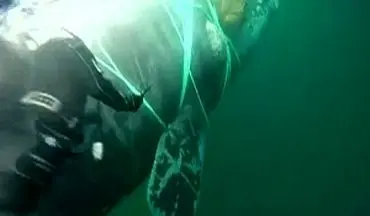  لحظه نجات نهنگ غول‌پیکر از میان طناب‌های ماهیگیری + فیلم