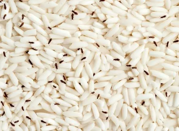 دفع حشرات برنج