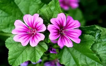 طب سنتی| گل پنیرک ضد سرفه و درد است