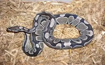 مرد تهرانی مار ها وسوسمارها را در خانه اش زندانی کرده بود/این مرد 250 میلیون تومان جریمه شد