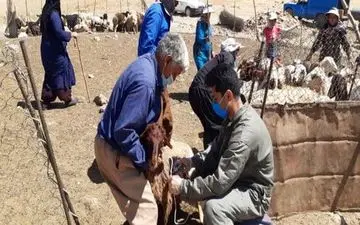 آغاز طرح مایه‌کوبی دام‌های کرمانشاه