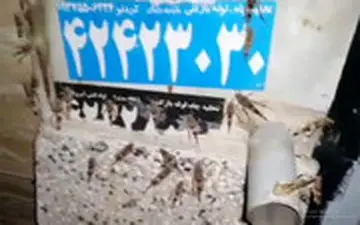 ملخ‌ها به ۱۰۰ کیلومتری تهران رسیدند