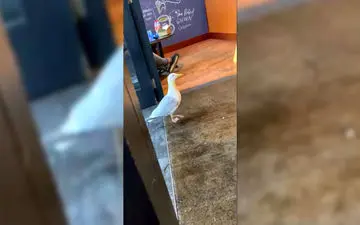 دزدی مرغ دریایی از یک کافه! + فیلم