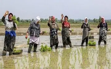 فروش برنج روی دیوار، ۸هزار تومان ارزان‌تر از مغازه
