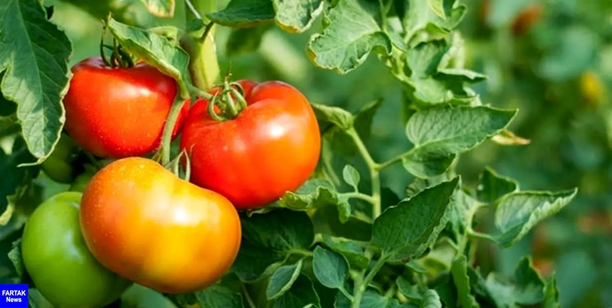 روزانه 1000 تن گوجه در نهاوند برداشت می‌شود