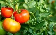 روزانه 1000 تن گوجه در نهاوند برداشت می‌شود