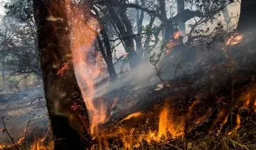  آتش سوزی جنگل های بخش مرزن آباد چالوس همچنان ادامه دارد