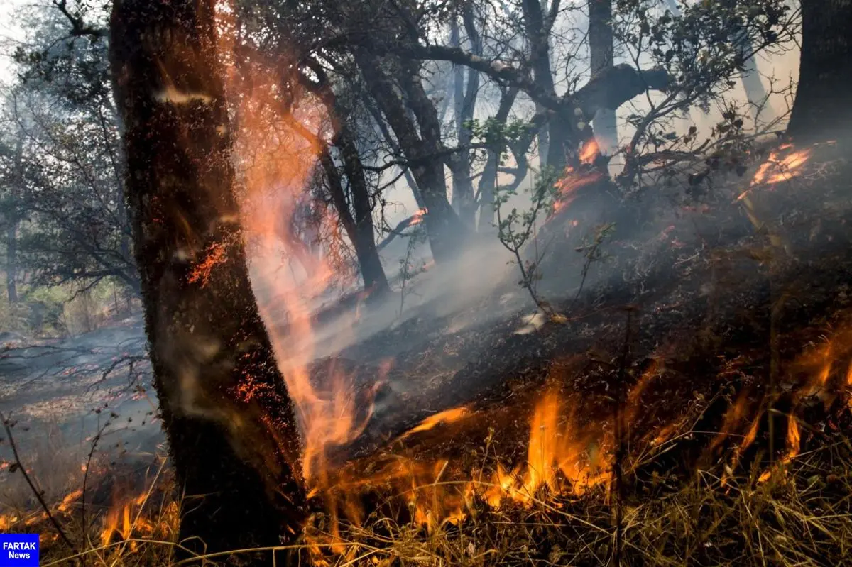  آتش سوزی جنگل های بخش مرزن آباد چالوس همچنان ادامه دارد