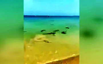  هجوم کوسه‌ های خلیج فارس به ساحل کیش