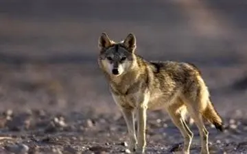 رؤیت یک قلاده گرگ در کوه‌های کرمانشاه+فیلم