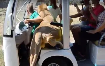 لحظه هولناک سوار شدن شیر بر خودروی سافاری پارک گردشگران! + فیلم