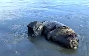 مرگ دلخراش 14 فک خزری در سواحل مازندران