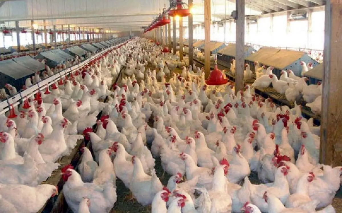 تغییر قیمت مرغ در راه است/ زمان اعلام نرخ جدید مشخص شد