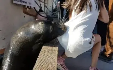 حمله شیر دریایی به یک دختربچه + فیلم