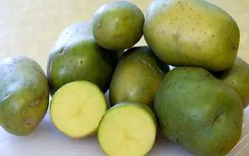 از خوردن سیب‌زمینی‌های سبز بپرهیزید