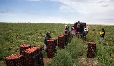 از ابتدای امسال تاکنون؛
۲۸۰ هزار تن گوجه از مزارع استان بوشهر برداشت شد
