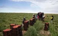 از ابتدای امسال تاکنون؛
۲۸۰ هزار تن گوجه از مزارع استان بوشهر برداشت شد
