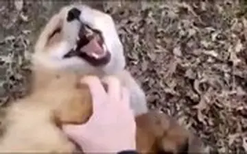 روباه‌ها هم قلقلکی هستند