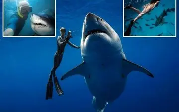 پشت پرده افزایش حملات کوسه‌ها به انسان ها؛ تقصیر اینفلوئنسرهاست؟