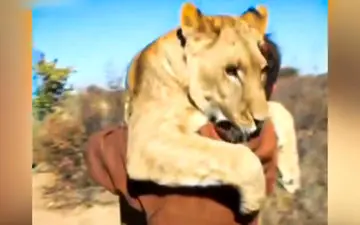 ویدیو| علاقه حیرت آور شیر ماده به یک مرد