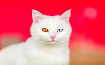 کشف قدیمی ترین گونه گربه تیزدندان در چین|کشف جدید دانشمندان درمورد گربه سانان

