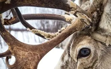  عکس منتخب نشنال جئوگرافیک | گوزن شمالی