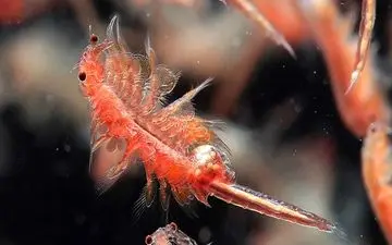 طلای سرخ دریاچه ارومیه در انتظار بهره‌برداری/لزوم برخورد با برداشت غیر قانونی آرتمیا
