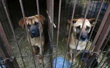 خرید و فروش گوشت سگ در این کشور ممنوع شد!
