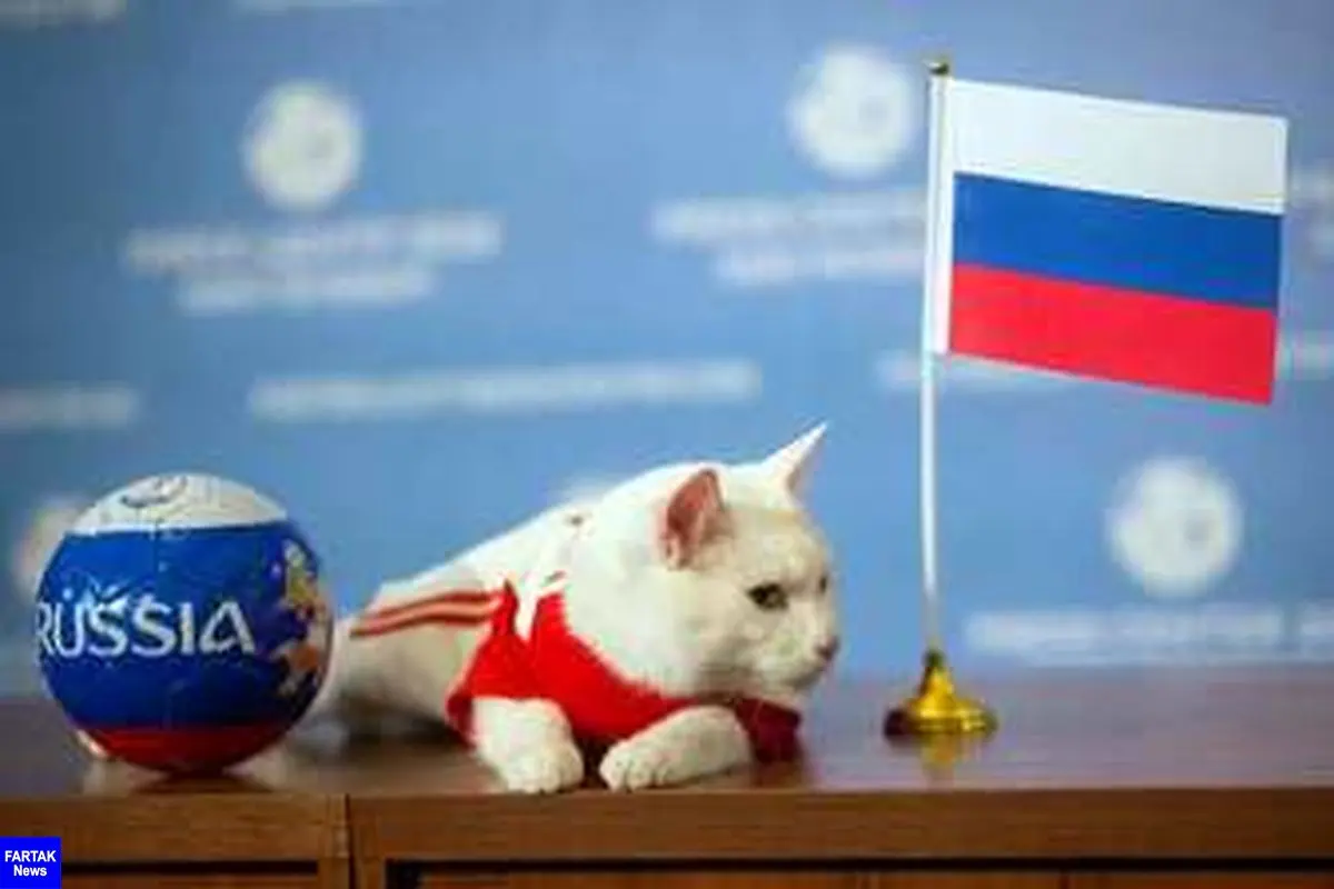 پیشگویى گربه روسی اشتباه از آب در آمد 