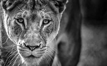 رجزخوانی یک حیوان کوچک مقابل شیر ماده