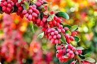 میوه‌ای با خواص تقویت‌کننده سیستم ایمنی و ضدالتهابی