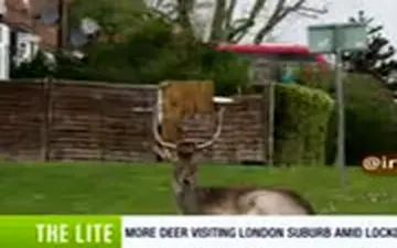 خیابان‌های لندن خلوت شد، گوزن‌ها به شهر آمدند!