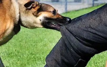 افزایش ۳ برابری مصدومین «سگ گزیدگی» در کرمانشاه

